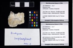 Foto (Objekt + Etikett) von Brachyura indet.  (NHMW-GEO-2017-0089-0018)